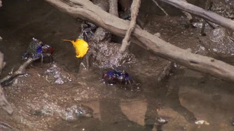 Fiddler Crabs Feeding on Mud in Mangrove Forest Stock Footage 340961037