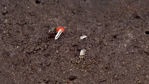 Fiddler Crabs Feeding on Mudflat Inside Tropical Mangrove Forest Stock-Footage 339643053