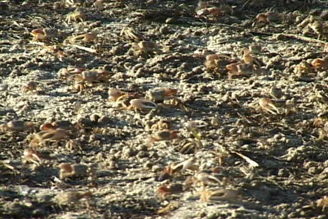 Fiddler Crabs Stock Footage 529974