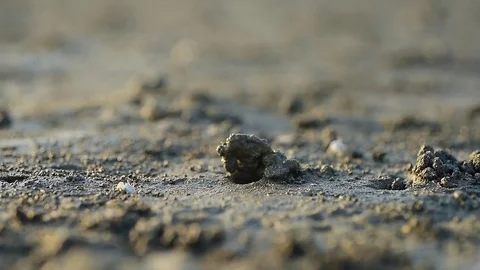 Fiddler crabs Stock-Footage 81954184