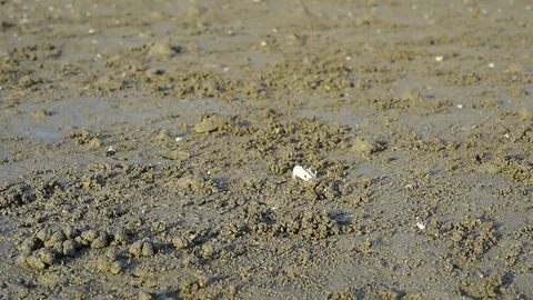 Fiddler crabs Stock Footage 81955653