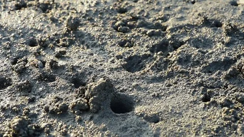 Fiddler crabs Stock-Footage 81968104