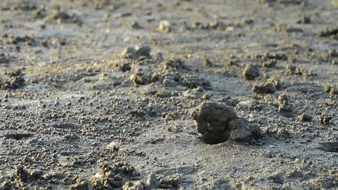 Fiddler crabs Stock-Footage 81972418