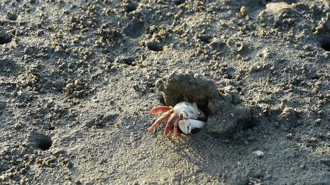 Fiddler crabs Stock-Footage 81974095