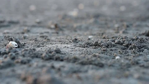 Fiddler crabs Stock-Footage 82018599