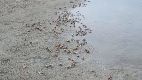 Fiddler Crabs Stock Footage 108746316