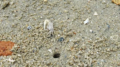 Fiddler crabs Stock Footage 300750545