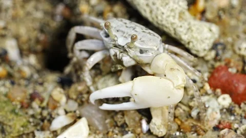 Fiddler crabs Stock Footage 300751078