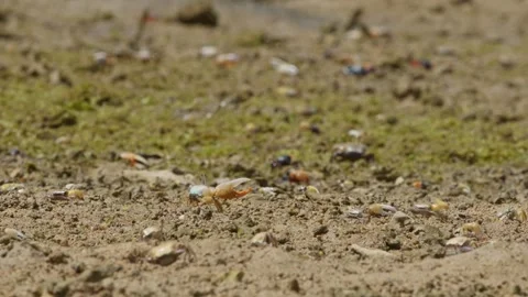 Fiddler Crabs Foraging for Food. Stock Footage 273441667