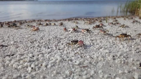 Fiddler Crabs Frolic on a Sandy Beach Stockbeeldmateriaal 277172777