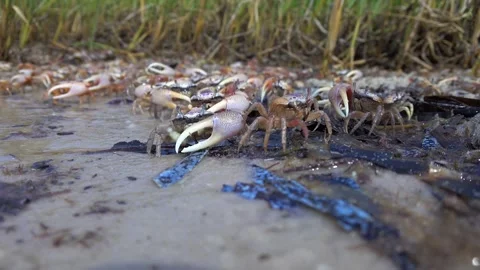 Fiddler Crabs Frolic on a Sandy Beach Video stock 277172813