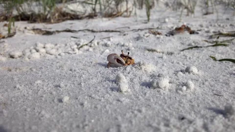 Fiddler Crabs Frolic on a Sandy Beach Stockbeeldmateriaal 277172863