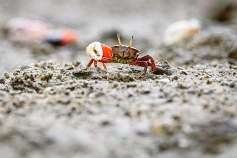 Fiddler crabs, Ghost crabs small male sea crab Stock Photos