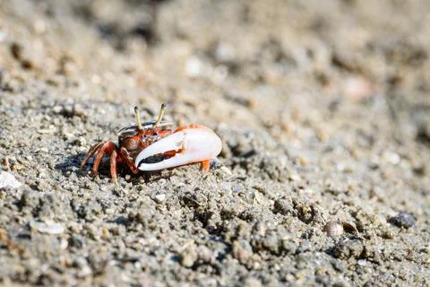 Fiddler crabs, Ghost crabs small male sea crab Stock Photos