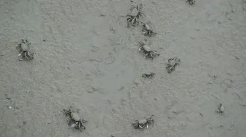 Fiddler crabs in the mangrove Stock Footage 26318197