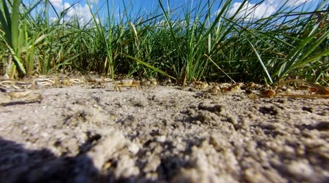  Fiddler Crabs move in large group from left to right Stock Footage 55158176