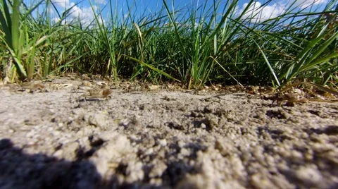 Fiddler Crabs move-stop, challenge camera, from left to right Stock Footage 55156741