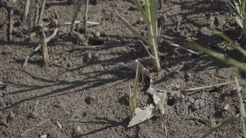 Fiddler Crabs Move Through Marsh Stock Footage 205400102