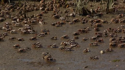 Fiddler Crabs moving in a marsh. Video stock 71653033