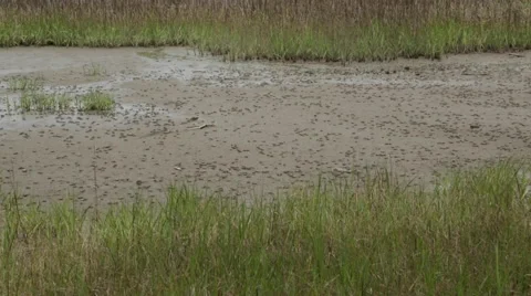 Fiddler Crabs Moving As One Vídeo Stock 49317844