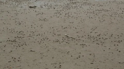 Fiddler Crabs Moving As One Vídeo Stock 49317948