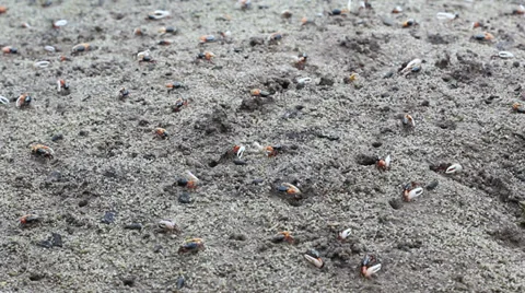 Fiddler Crabs in nature Video stock 35636434