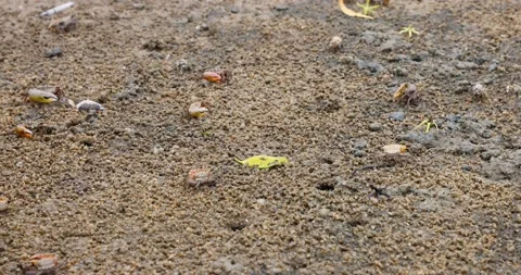 Fiddler crabs (Ocypodidae) characterized by very unequal cheliped sizes in ma Stock Footage 158098047
