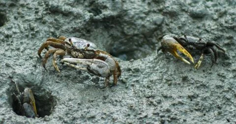 Fiddler Crabs 库存照片