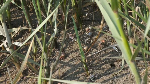 Fiddler Crabs in Reeds Stock Footage 108745935