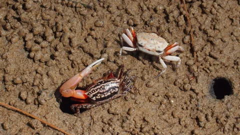 Fiddler crabs on sandy beach interacting near their burrows, Stock Footage 284211584