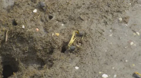 Fiddler crabs sparring Stock-Footage 64802199