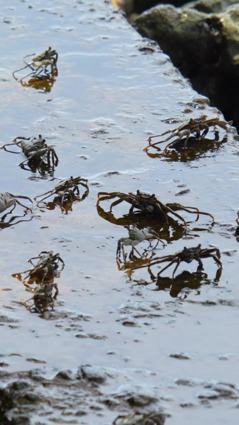 Fiddler crabs at stone embankment Stock Footage 315947355