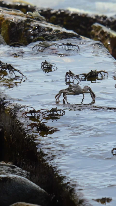 Fiddler crabs at stone embankment Stock Footage 315947359