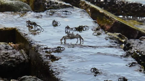Fiddler crabs at stone embankment Stock Footage 315947367