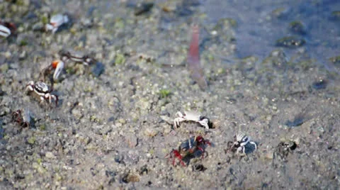 Fiddler crabs walking on mangrove forest, Thailand. (HD footage no sound) Stock Footage 22859797