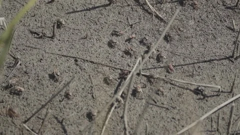 Fiddler Crabs Walking Through Marsh Handheld 库存影片 205400114