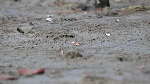 Fiddler crabs waving its bigger claw to attract female for mating on muddy .. Stock Footage 252418709