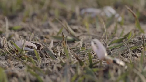 Fiddler crabs waving large claws on sandy coastal mudflat Stock-Footage 341110533