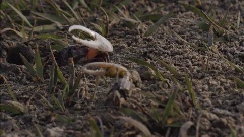 Fiddler crabs waving large claws on sandy coastal mudflat Stock Footage 341110748