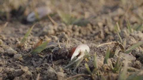 Fiddler crabs waving large claws on sandy coastal mudflat Stock Footage 341115172