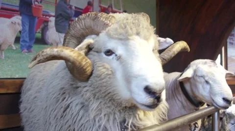 Fidgety ram, Agrodom Stock Footage 45357693