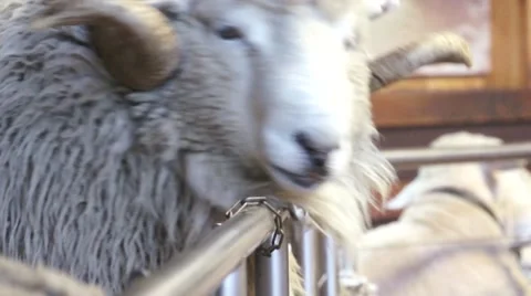 Fidgety ram, Agrodom Stock Footage 45357702