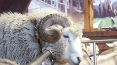 Fidgety ram, Agrodom Stock Footage 45357730