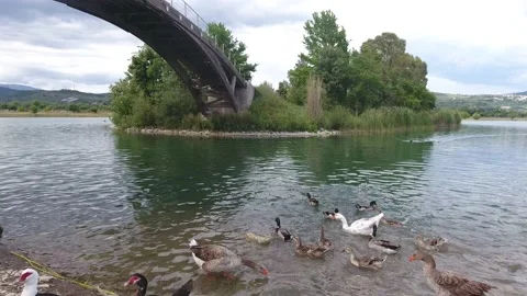 Fiding duscks Stock Footage 135176931