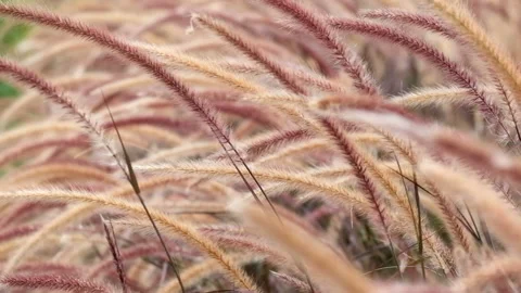 Fied Stock Footage 197312309