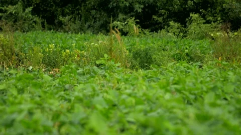 Fieid (Focus Far) 2 스톡 동영상 137326976