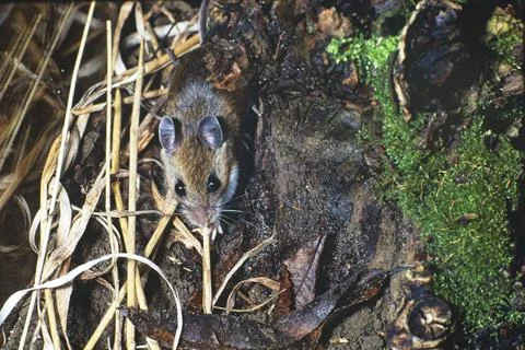 Fiel Mouse in straw Stock Photos