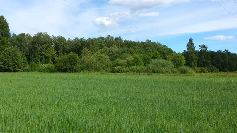 Field 1 Video stock 104950634
