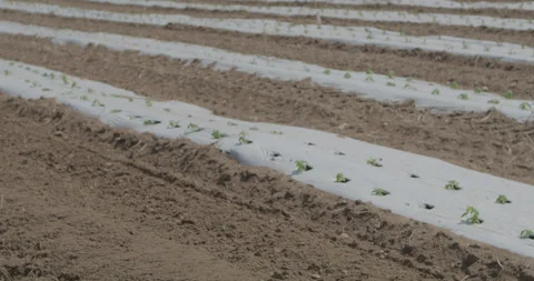 Field 1 Stockbeeldmateriaal 134169122