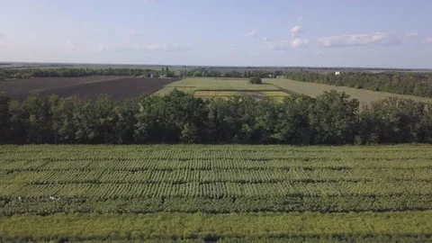 Field 1 Stock Footage 236548740